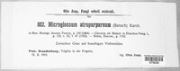 Image of Geoglossum atropurpureum